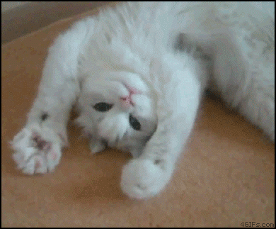 Cat Gif File for Lefty Post